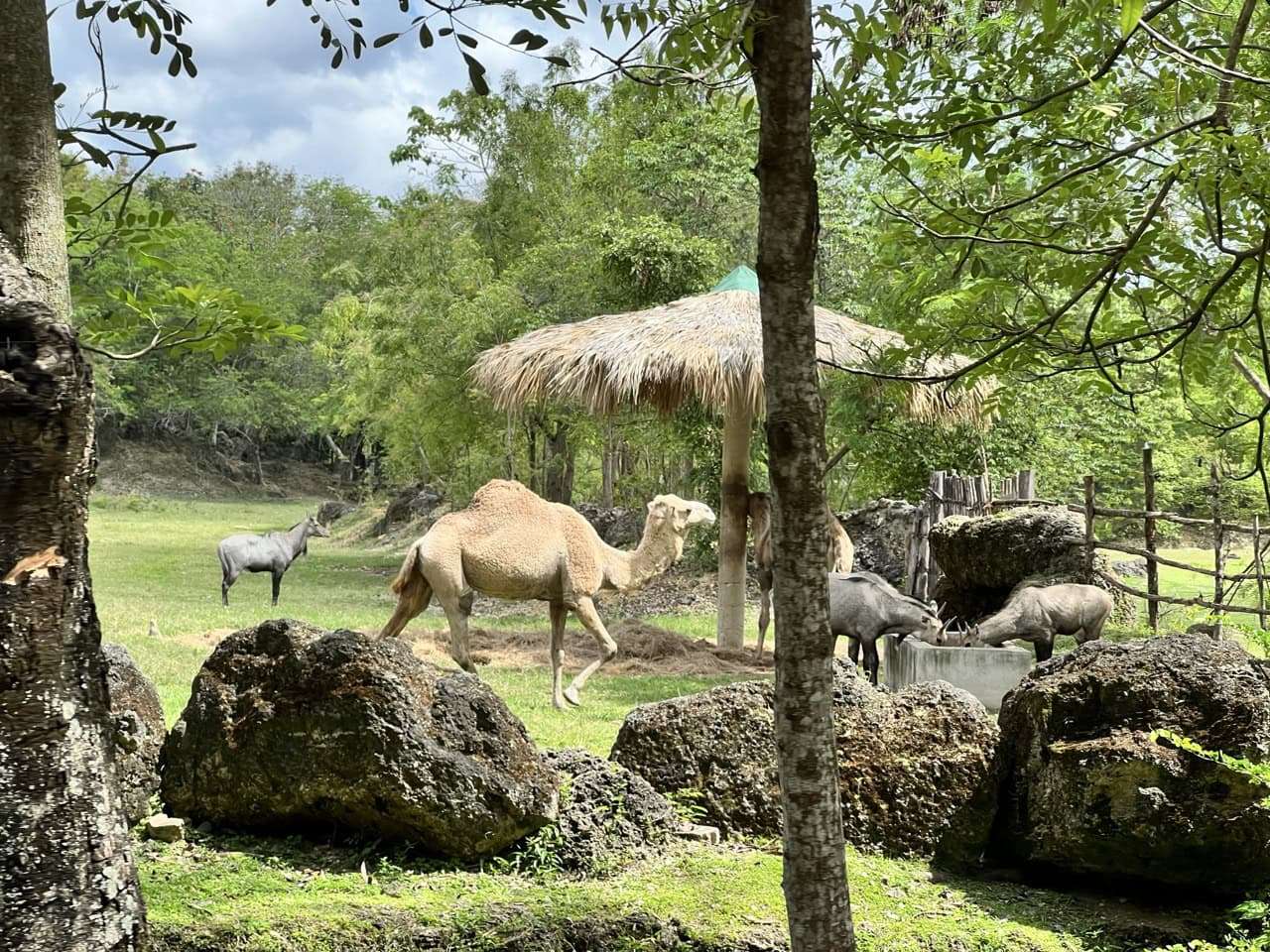 Explora Parque Zoológico Nacional: Descubre la Fauna de República Dominicana...